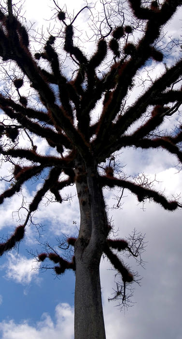 The Ceiba tree, the national tree of Guatemala